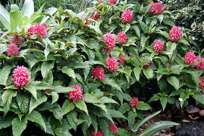 Balgowlah Heights Water Garden