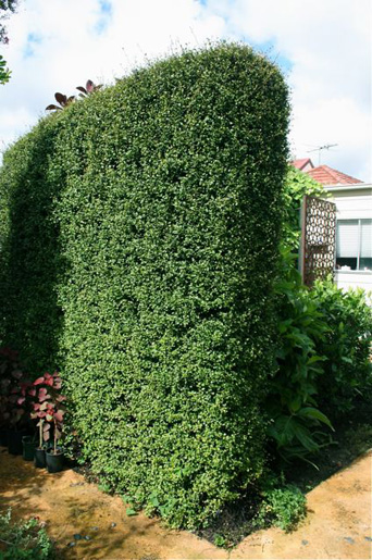 Camperdown Texture Plot