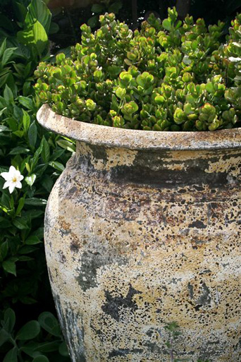 Camperdown Texture Plot