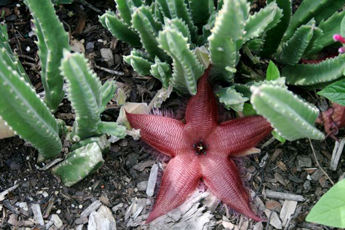 Cremorne Rooftop Glamour