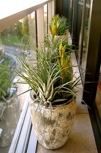 Pyrmont Stonecutters Apartments