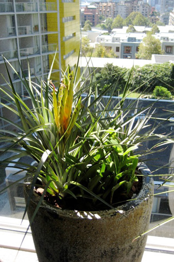 Pyrmont Stonecutters Apartments