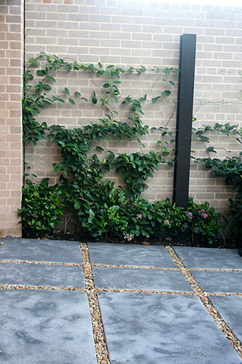 Vaucluse Rain Garden