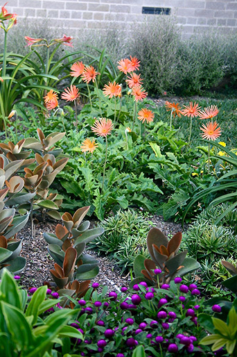 Vaucluse Rain Garden