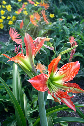 Vaucluse Rain Garden
