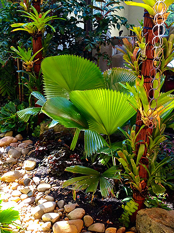 Vaucluse Rain Garden