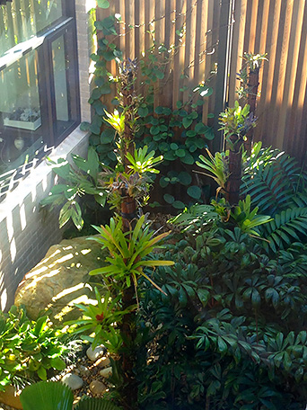 Vaucluse Rain Garden